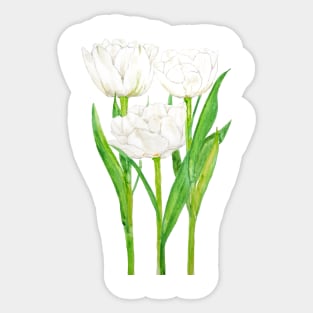 white tulip flowers Sticker